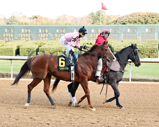 JERSEY PEARL - Poinsettia Stakes - 12-21-25 - R08 - OP - Post Parade 01 - Coady Media - Kurtis Coady Photography
