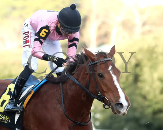 JERSEY PEARL - Poinsettia Stakes - 12-21-25 - R08 - OP - Tight Finish 01 - Coady Media - Kurtis Coady Photography