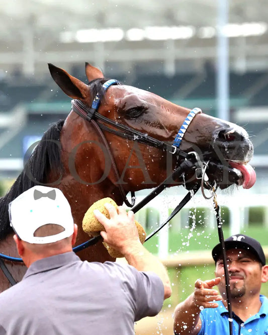 JOE SHIESTY - The Mighty Beau - 06-07-25 - R10 - CD - Come Back 03 Churchill Downs