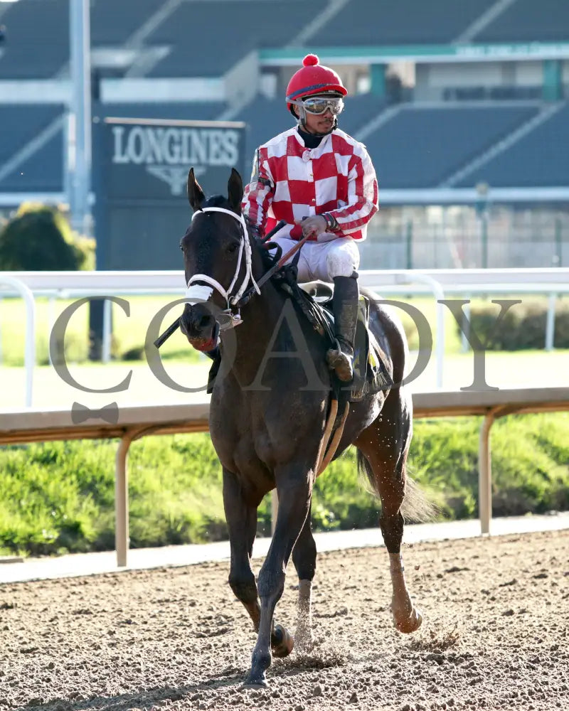 Jubilant Joanie - 111624 Race 07 Cd Come Back 03 Churchill Downs