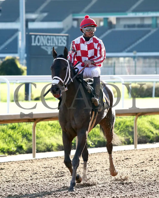 Jubilant Joanie - 111624 Race 07 Cd Come Back 03 Churchill Downs