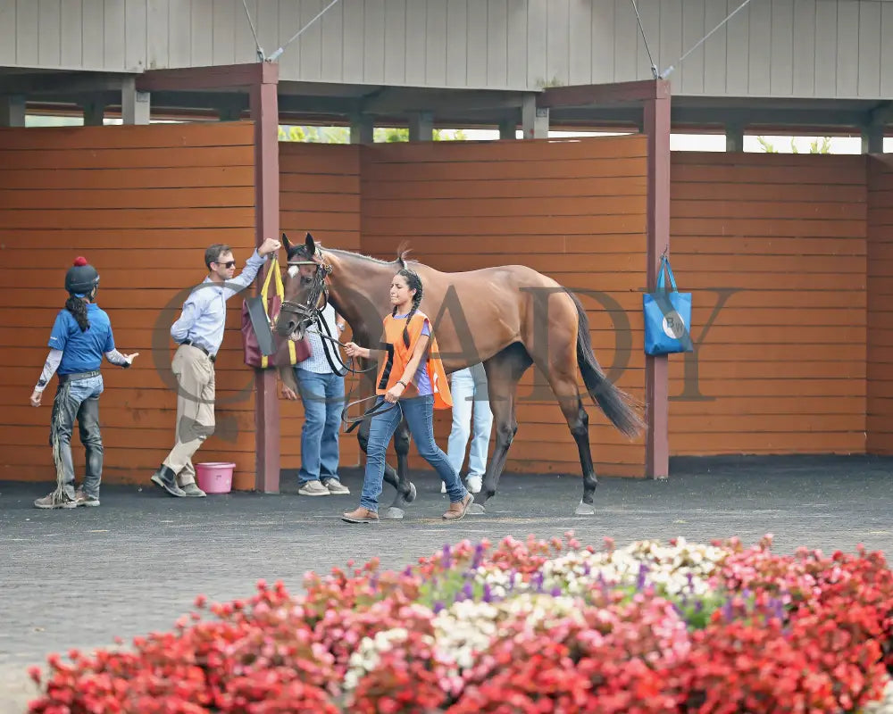 JUSTINQUESO - The Lady Erie Stakes - 08-04-25 - R07 - PID - Paddock 03 Presque Isle Downs