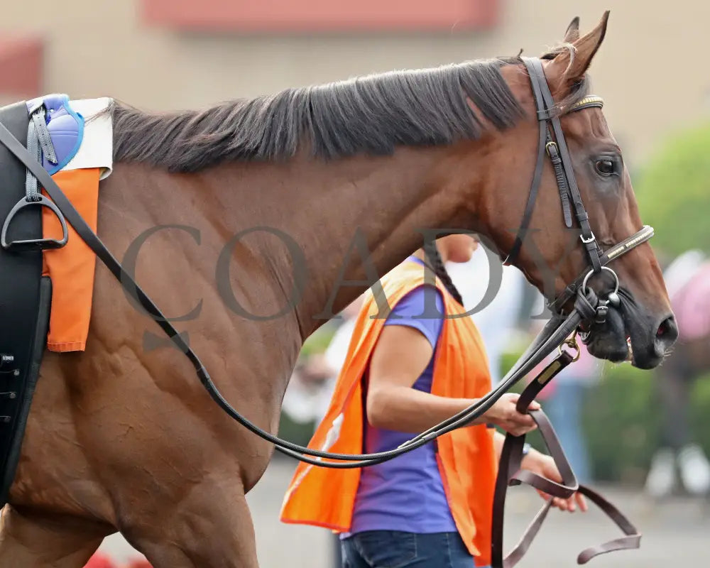 JUSTINQUESO - The Lady Erie Stakes - 08-04-25 - R07 - PID - Paddock 04 Presque Isle Downs