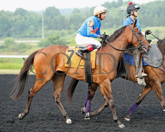 JUSTINQUESO - The Lady Erie Stakes - 08-04-25 - R07 - PID - Post Parade Presque Isle Downs