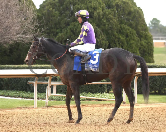 JUSTIQUE - 022325 - Race 04 - OP The Carousel Stakes - Come Back 01 Oaklawn Park