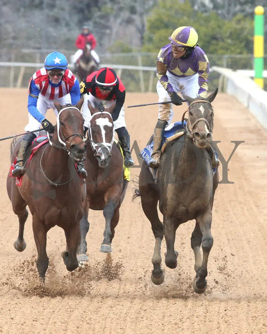 JUSTIQUE - 022325 - Race 04 - OP The Carousel Stakes - Gallop Out 01 Oaklawn Park