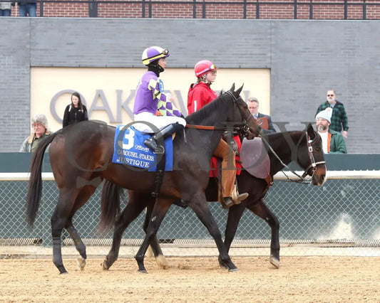 JUSTIQUE - 022325 - Race 04 - OP The Carousel Stakes - Post Parade 01 Oaklawn Park