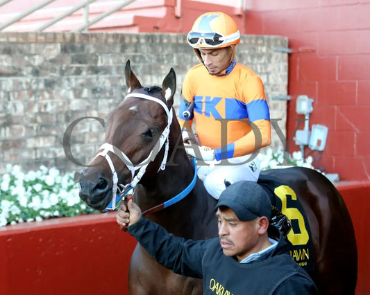 Kale’s Angel - The Advent Stakes 12-06-24 R09 Op Post Parade 02 Oaklawn Park