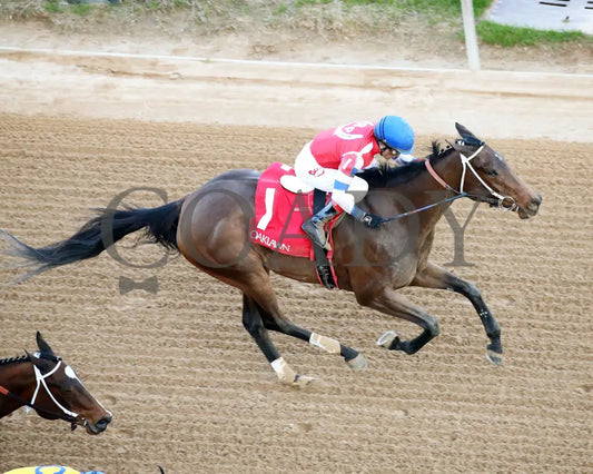 Kantex - Downthedustyroad Breeders’ Stakes 16Th Running 03-02-24 R09 Op Aerial Finish 01 Oaklawn