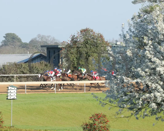 Kantex - Downthedustyroad Breeders’ Stakes 16Th Running 03-02-24 R09 Op Backstretch 01 Oaklawn Park