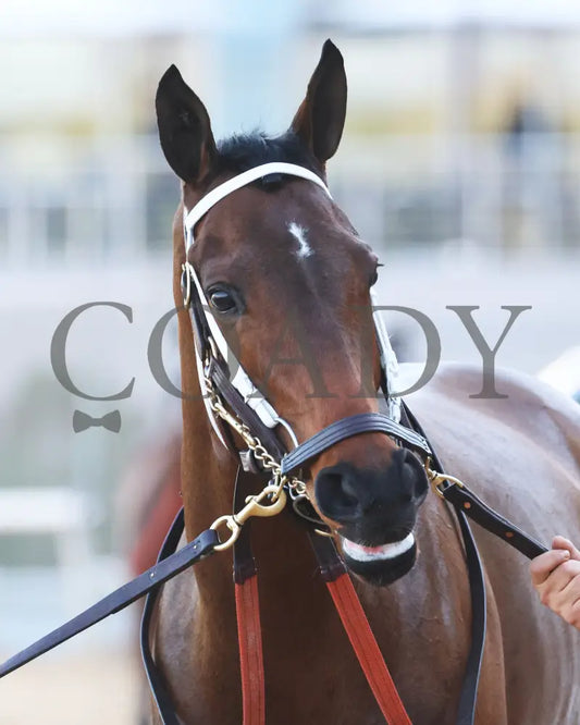 Kantex - Downthedustyroad Breeders’ Stakes 16Th Running 03-02-24 R09 Op Paddock 01 Oaklawn Park