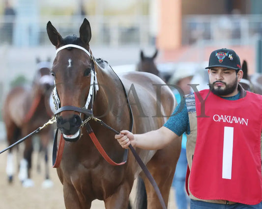 Kantex - Downthedustyroad Breeders’ Stakes 16Th Running 03-02-24 R09 Op Paddock 02 Oaklawn Park