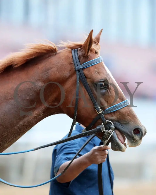 Kavod - The Advent 1St Running 12-03-21 R08 Op Come Back 01 Oaklawn Park