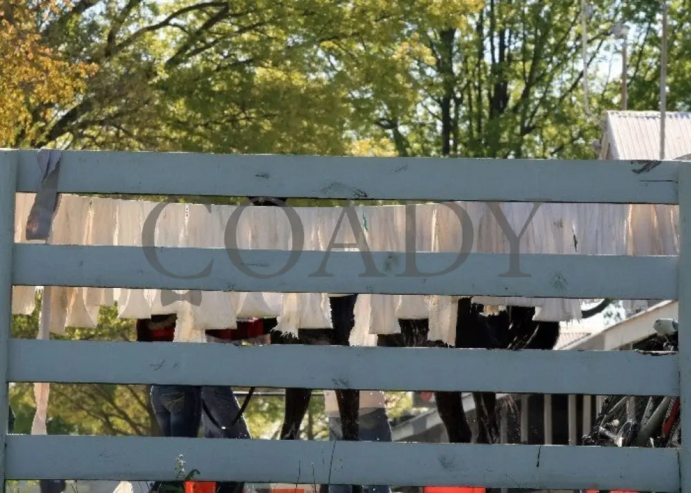 Kee-Scenics-041212-002 Keeneland