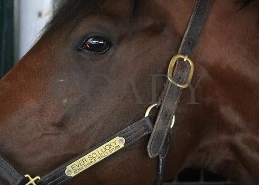 Kee-Scenics-041212-014 Keeneland