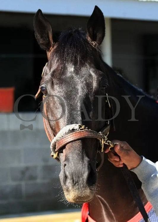 Kee-Scenics-041212-015 Keeneland