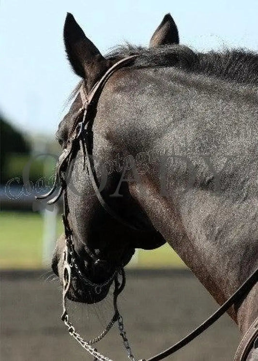 Keeneland - Fall 2011 Scenics 005