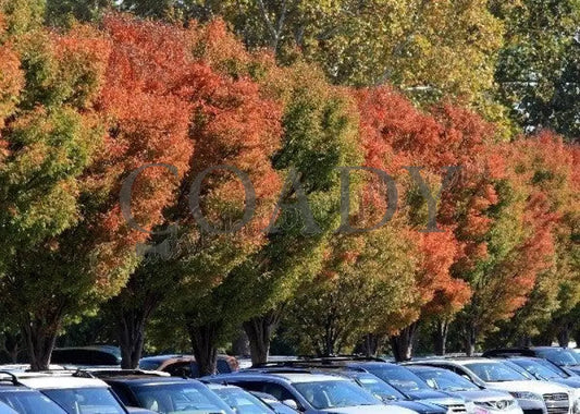 Keeneland - Fall 2011 Scenics 006