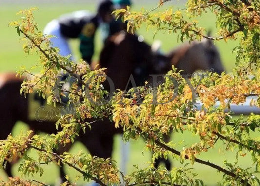 Keeneland - Fall 2011 Scenics 013
