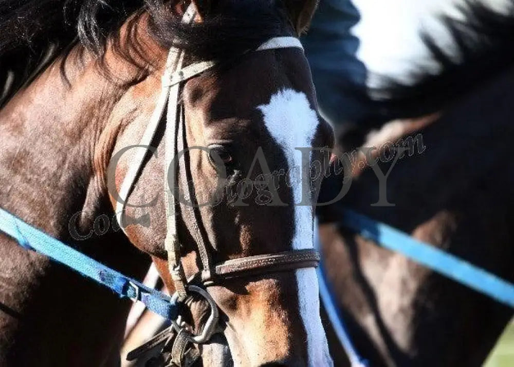 Keeneland - Spring 2011 Scenics 002