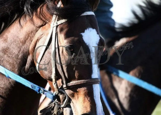 Keeneland - Spring 2011 Scenics 002