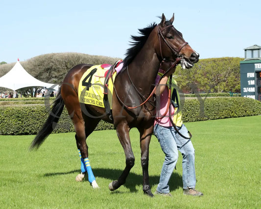 KIMCHI CAT - The Purple Martin - 03-22-25 - R07 - OP - Paddock 01 Oaklawn Park