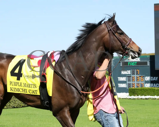 KIMCHI CAT - The Purple Martin - 03-22-25 - R07 - OP - Paddock 02 Oaklawn Park