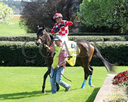 KIMCHI CAT - The Purple Martin - 03-22-25 - R07 - OP - Paddock 04 Oaklawn Park