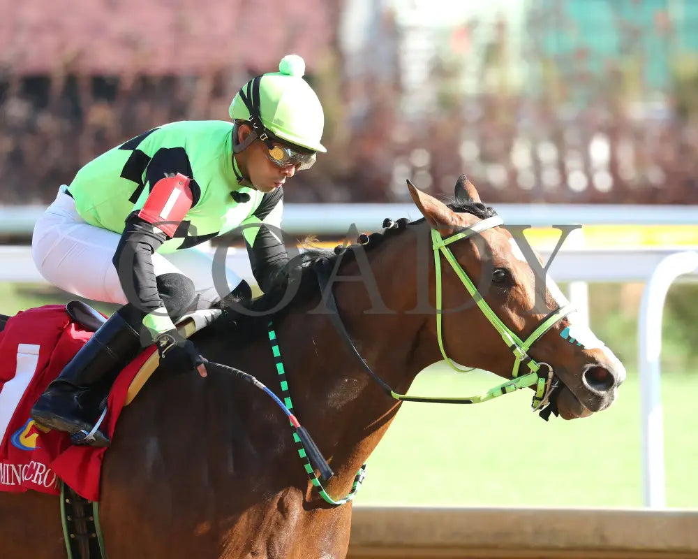 King Of Hollywood - 111624 Race 04 Cd Tight Finish 01 Churchill Downs