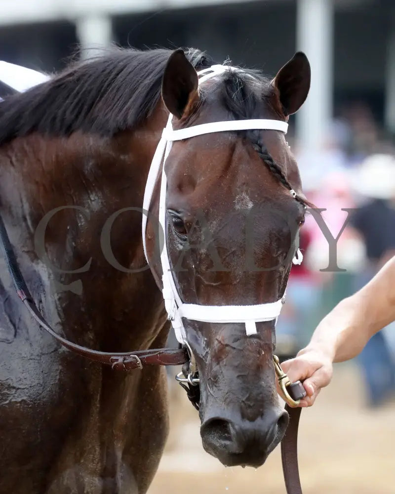 Kingsbarns - The Stephen Foster G1 06-29-24 R11 Cd Head Shot 01 Churchill Downs