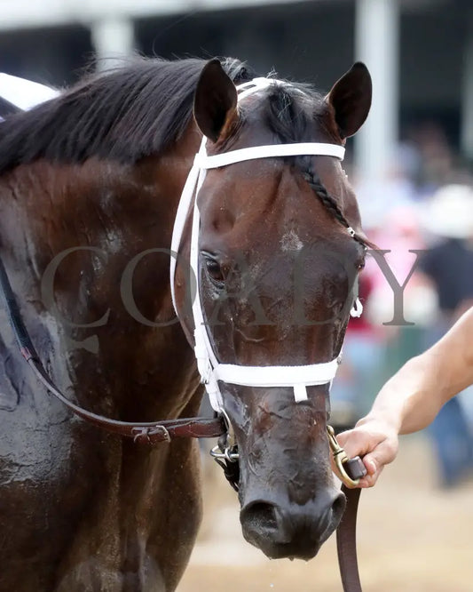 Kingsbarns - The Stephen Foster G1 06-29-24 R11 Cd Head Shot 01 Churchill Downs