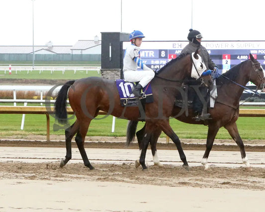 KINGSBURY ROAD - The Strong Tide Overnight Handicap - 10-29-25 - R08 - Horseshoe Indiana - Post Parade 01 - Sammantha
