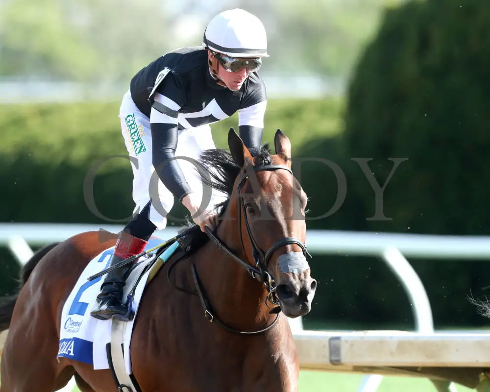 LA CARA - The Central Bank Ashland - 04-07-25 - R09 - KEE - Gallop Out 02 Keeneland