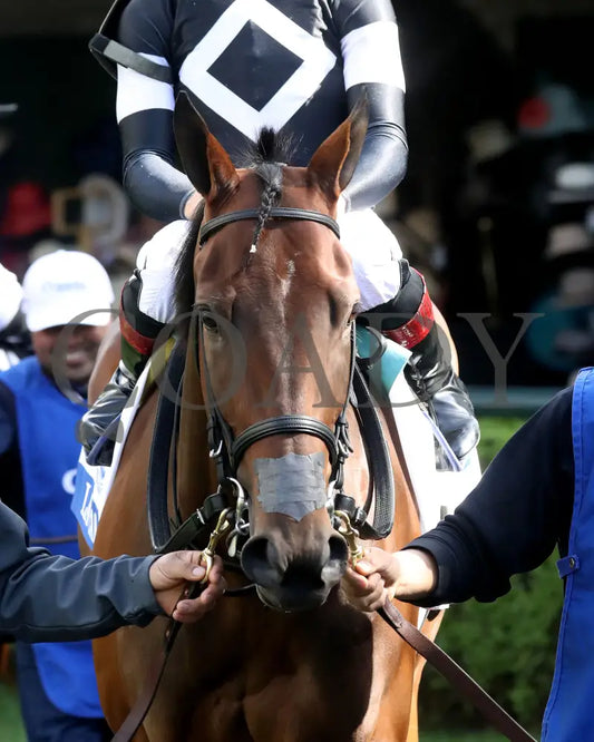 LA CARA - The Central Bank Ashland - 04-07-25 - R09 - KEE - Paddock 02 Keeneland