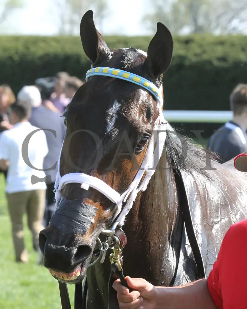 La Coronel - 041317 Kee Head Shot Keeneland