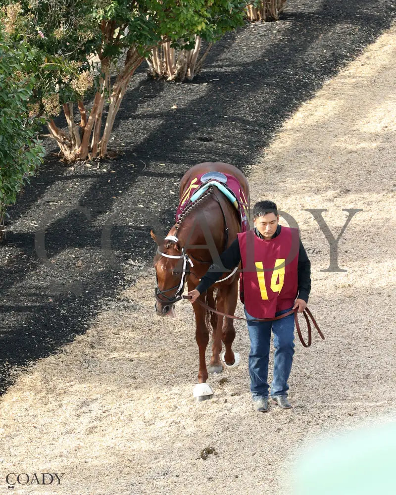 LAGYNOS 082825 Race 10 KD Paddock 04 Kentucky Downs