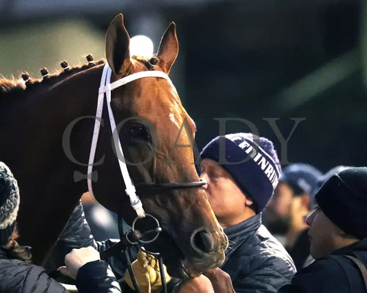 Lagynos - The Commonwealth Turf G3 11-23-24 R10 Cd Come Back 01 Churchill Downs