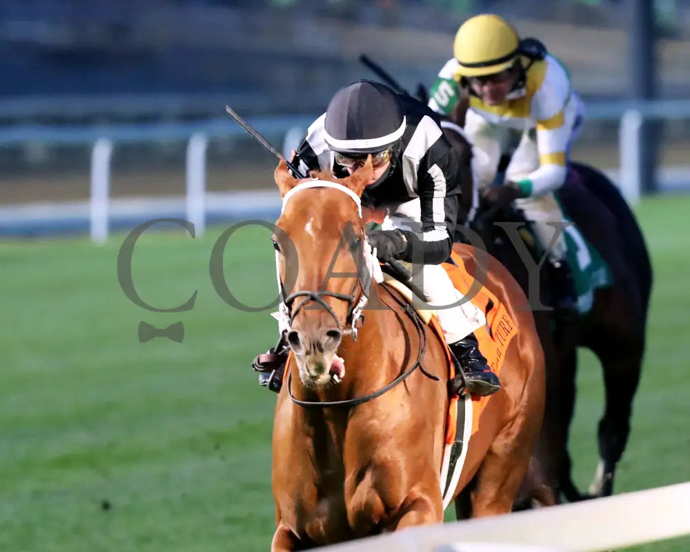 Lagynos - The Commonwealth Turf G3 11-23-24 R10 Cd Inside Finish 01 Churchill Downs