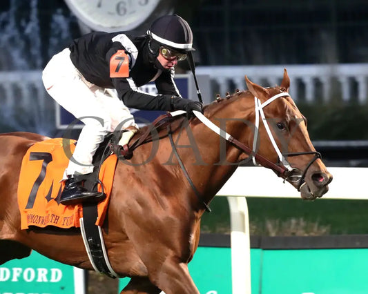 Lagynos - The Commonwealth Turf G3 11-23-24 R10 Cd Tight Finish 02 Churchill Downs