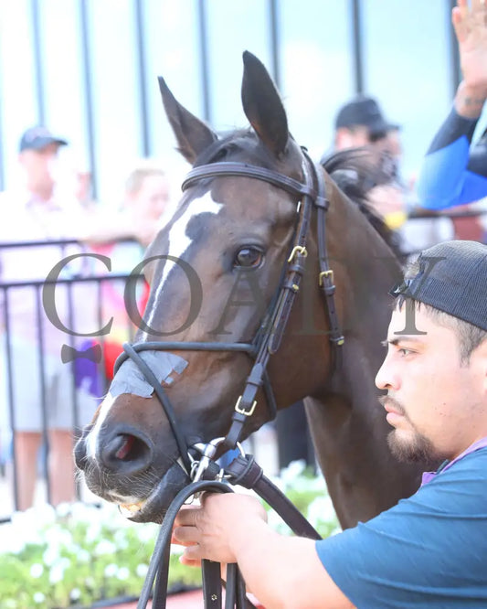 LASSIE MY GIRL - The Natural State Breeders’ Stakes - 04-27-25 - R09 - OP - Head Shot 01 Oaklawn Park