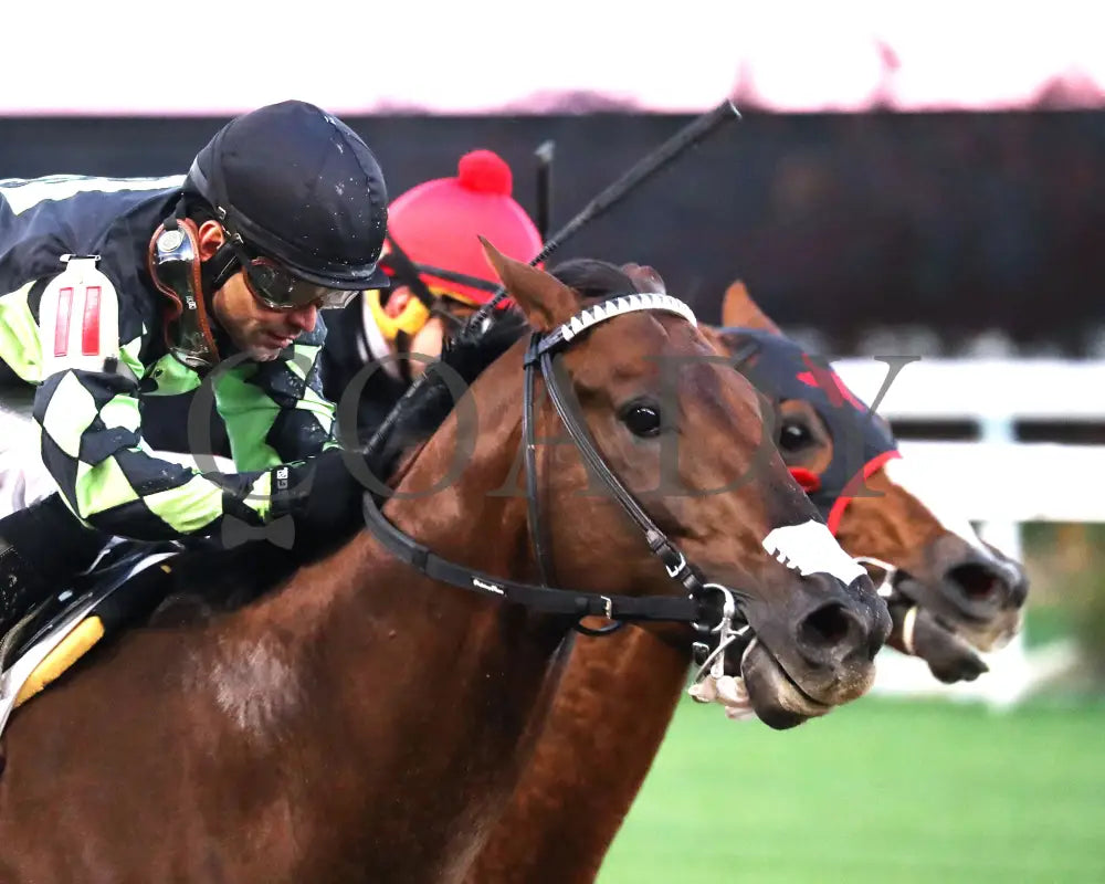 Laughing Boy - 111624 Race 10 Cd Finish 04 Churchill Downs
