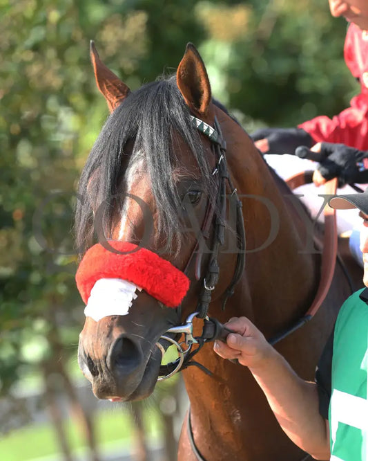 Legends Of War - Nevada State Bank Franklin-Simpson Stakes G3 3Rd Running 09-12-19 R09 Kd Head Shot