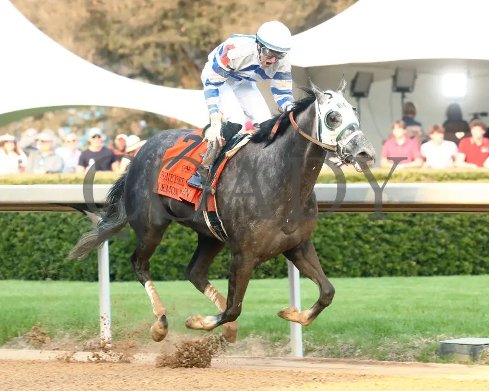 Lemon Muffin - Honeybee Stakes G3 37Th Running 02-24-24 R09 Op Finish 02 Oaklawn Park