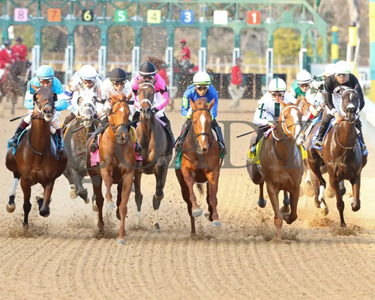 Lemon Muffin - Honeybee Stakes G3 37Th Running 02-24-24 R09 Op First Turn 01 Oaklawn Park