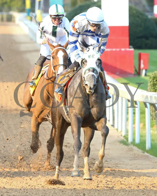 Lemon Muffin - Honeybee Stakes G3 37Th Running 02-24-24 R09 Op Gallop Out 01 Oaklawn Park