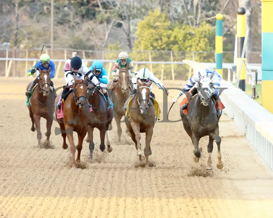Lemon Muffin - Honeybee Stakes G3 37Th Running 02-24-24 R09 Op Head On 01 Oaklawn Park