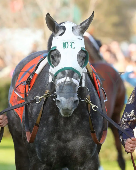 Lemon Muffin - Honeybee Stakes G3 37Th Running 02-24-24 R09 Op Paddock 01 Oaklawn Park