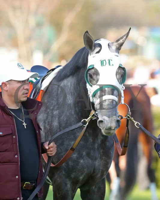 Lemon Muffin - Honeybee Stakes G3 37Th Running 02-24-24 R09 Op Paddock 03 Oaklawn Park