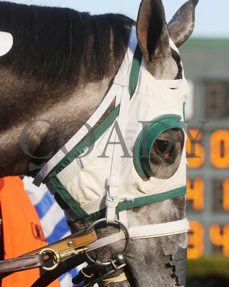 Lemon Muffin - Honeybee Stakes G3 37Th Running 02-24-24 R09 Op Paddock 02 Oaklawn Park