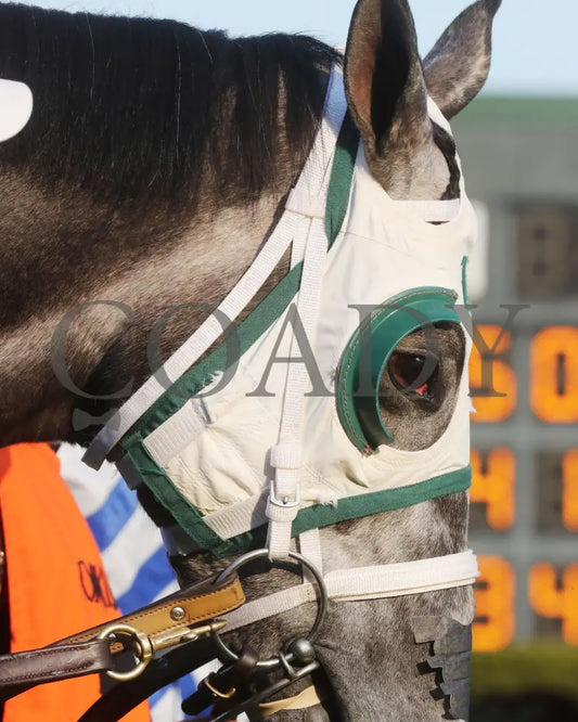 Lemon Muffin - Honeybee Stakes G3 37Th Running 02-24-24 R09 Op Paddock 02 Oaklawn Park
